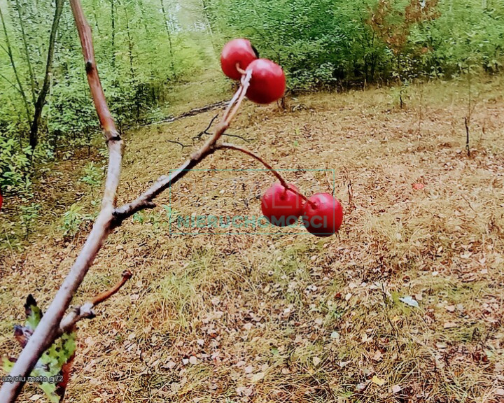 Działka Sprzedaż Nowa Bukówka