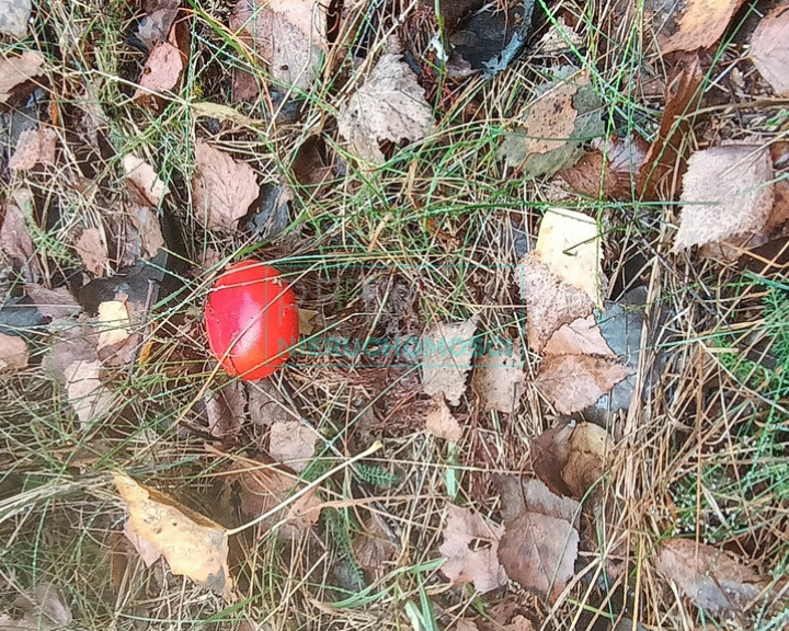 Działka Sprzedaż Nowa Bukówka