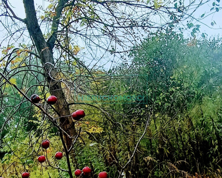 Działka Sprzedaż Nowa Bukówka